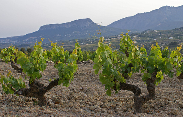 Spanish Vineyard