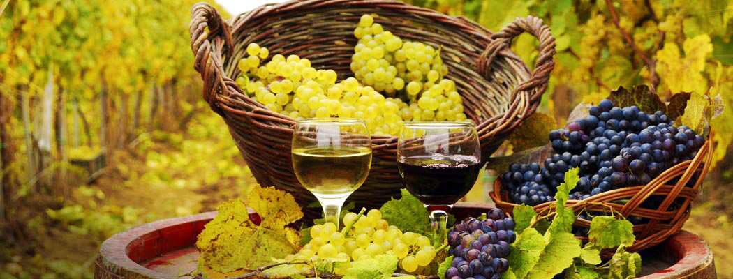 Rượu vang trắng - Vườn nho nước Ý