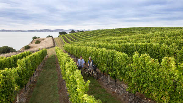 vineyards-marlborough