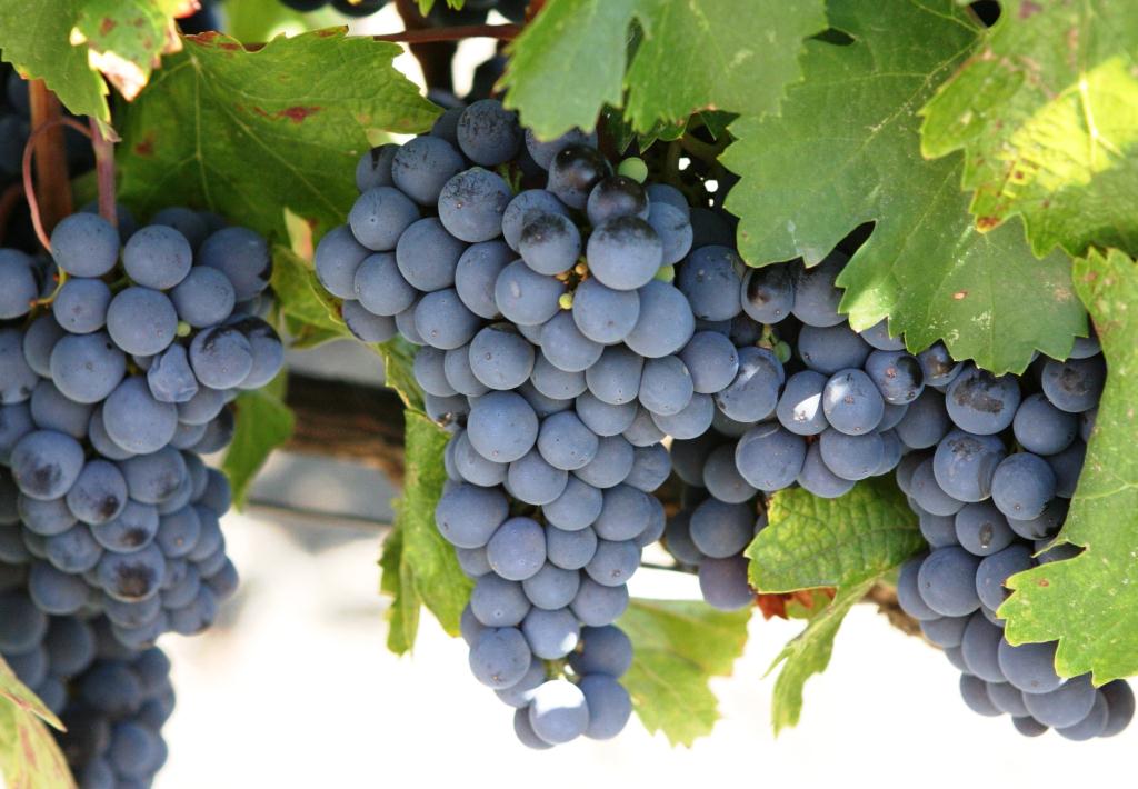 Cabernet-Sauvignon-grape