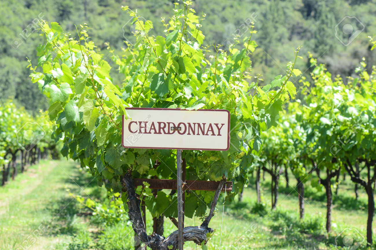 Chardonnay Grape