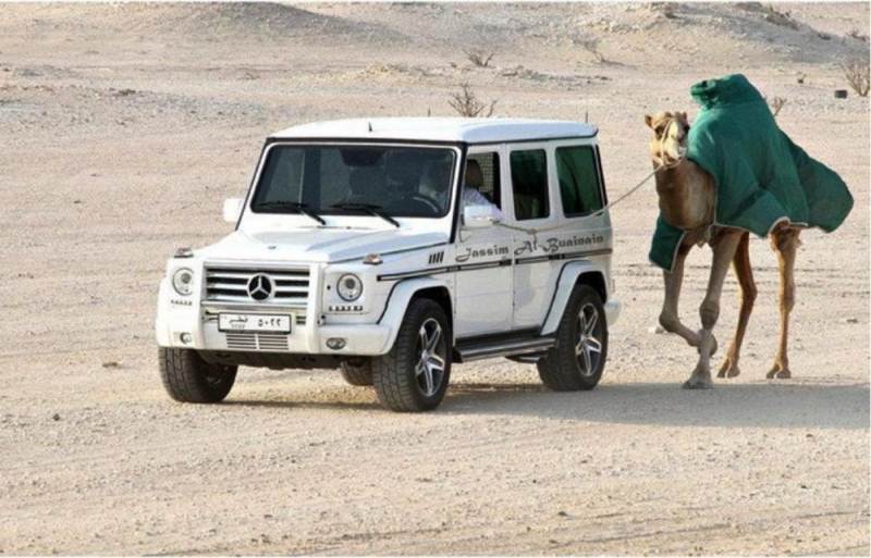 Dắt lạc đà đi dạo ở Dubai