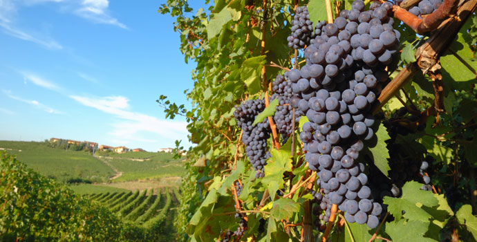 vineyard-italy