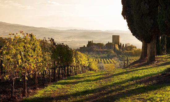 Rượu vang Ý - Vườn nho Italy