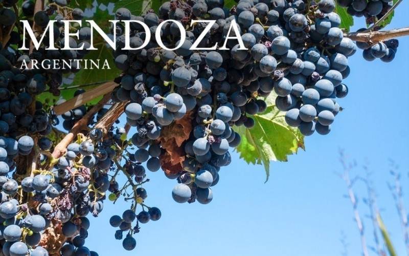 Mendoza Grape