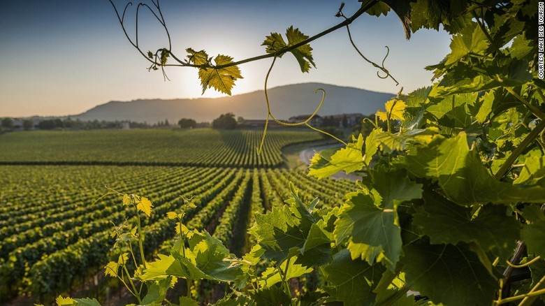 Rượu vang Ý - Vườn nho từ vùng Brindisi