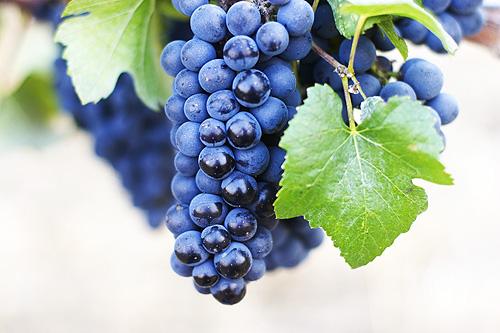 Pinot Noir grape