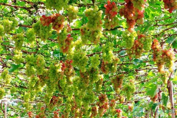 Rượu vang Ý - Vườn nho Cantine San Marzano
